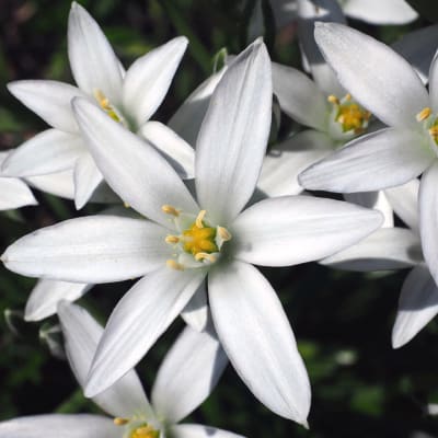 Close-up of white star-shaped flowers with yellow centers