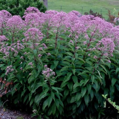 Cluster of pink flowering plants in a garden bed