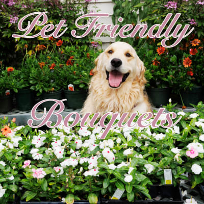 Golden retriever in front of potted flowering plants with "Pet Friendly Bouquets" text