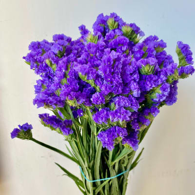 Bundle of purple statice flowers tied with a blue band