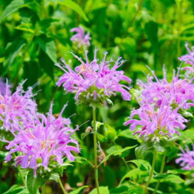 Purple wildflowers blooming in a green field