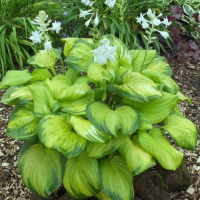 Green hosta plant with white flowers in a garden bed