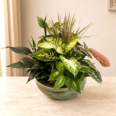 Mixed potted houseplant arrangement in a round bowl planter