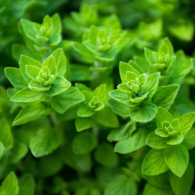 Close-up of bright green leafy herb plants