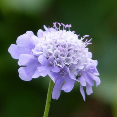 Single lavender flower with a rounded bloom on a green stem