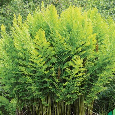 Dense bright green fern-like plant with tall fronds