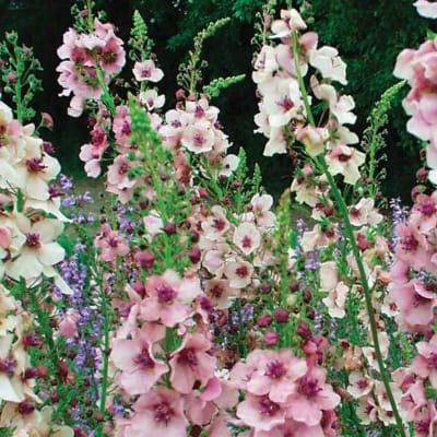 Pink and white flowers in a garden bed