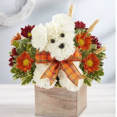 a-Dog-able For Fall