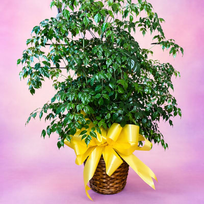 Green Plant