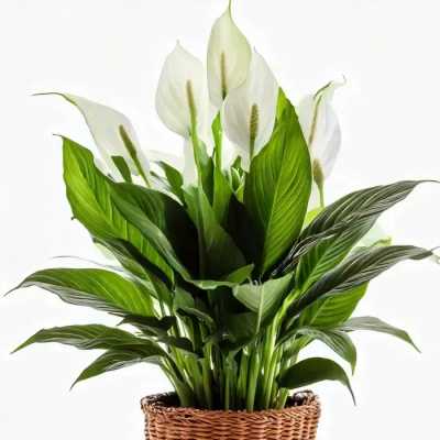 Peace Lily Plant – A Symbol of Comfort and Remembrance
