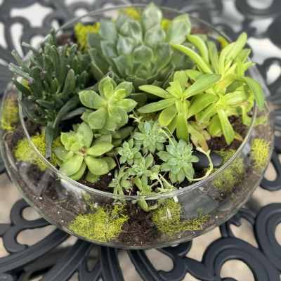 Succulent arrangement in a clear glass bowl with bright green plants
