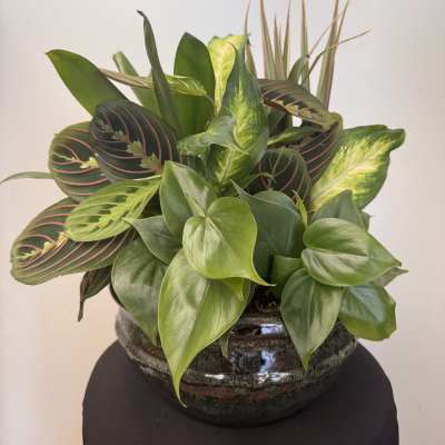 Mixed green houseplant arrangement in a dark ceramic bowl