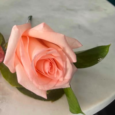 Single pale pink rose with green leaves on a light surface