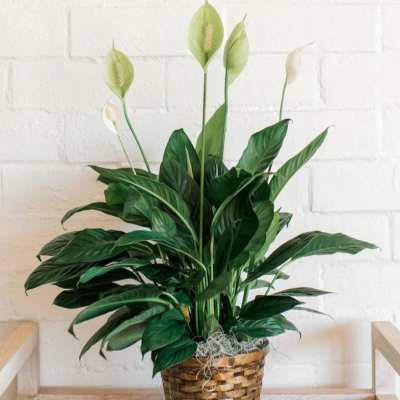 Potted peace lily with white blooms in a woven basket