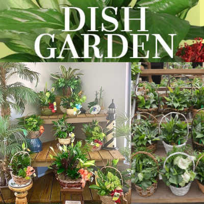 Assorted potted houseplants displayed on shelves and in baskets