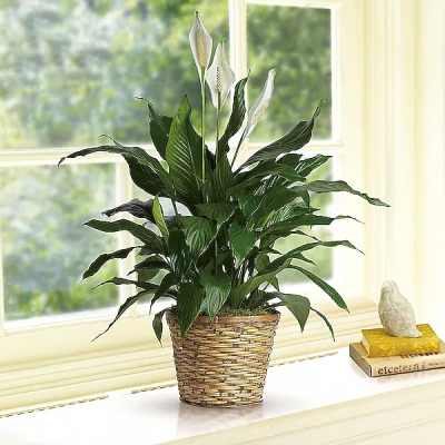 Peace lily houseplant with dark green leaves in a woven basket on a windowsill