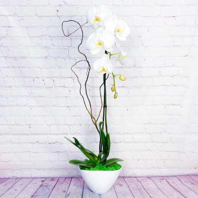 White orchid arrangement in a white bowl planter