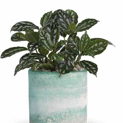 Potted plant with patterned green leaves in a turquoise ceramic pot