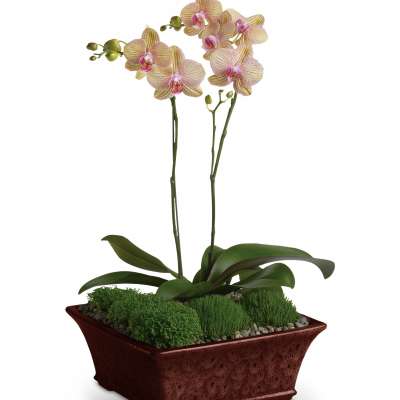 Potted orchid arrangement with pink blooms in a rectangular planter