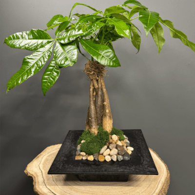 Tabletop bonsai-style green plant with glossy leaves in a black square container