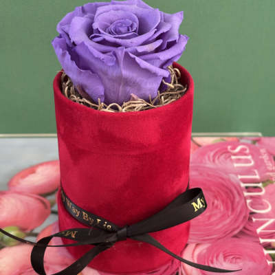 Single purple rose in a red velvet box with a black ribbon