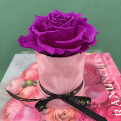 Ilda. (PRESERVED ROSE)