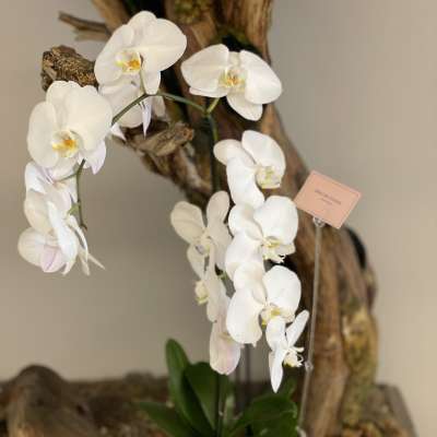 White orchid plant in a white pot with a small tag