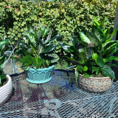 Two leafy potted plants in decorative ceramic bowls on an outdoor table.
