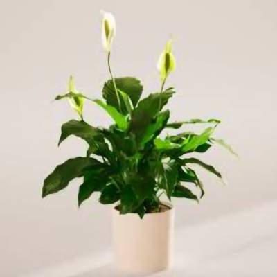 Potted peace lily with white blooms in a white container