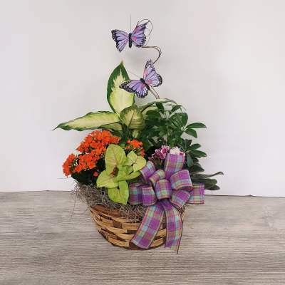 Basket of mixed green plants with orange blooms, purple butterflies, and a plaid bow.