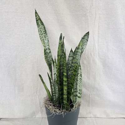 Sansevieria Plant