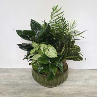 Mixed green houseplants arranged in a round green ceramic bowl