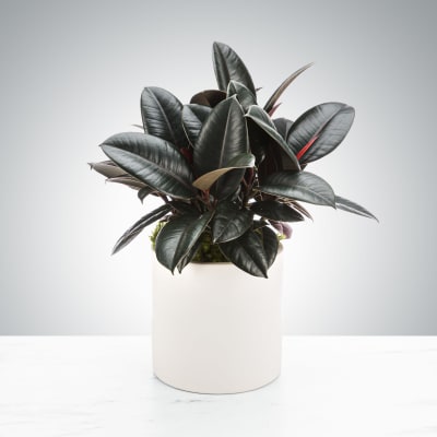 Rubber Plant by BloomNation™