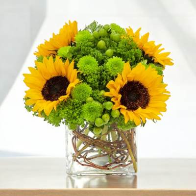 Sunflowers and green pom flowers arranged in a clear square vase