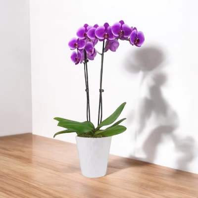 Purple orchid plant in a white pot on a wooden table