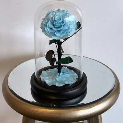 Single blue rose under a glass dome on a black base
