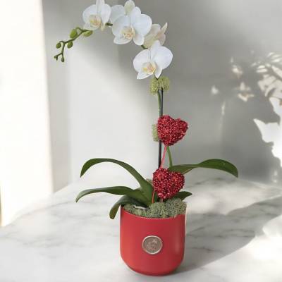 White orchid arrangement in a red pot with red heart decorations
