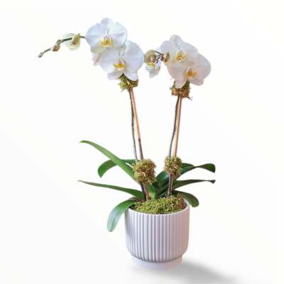 White orchid plant in a ribbed white pot
