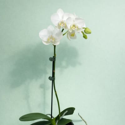 White orchid blooms on a single stem in a pot