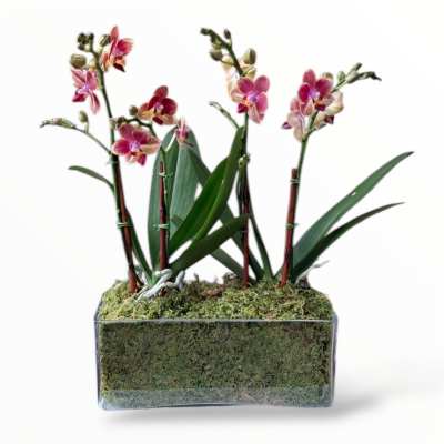 Potted orchids in a rectangular glass container with moss