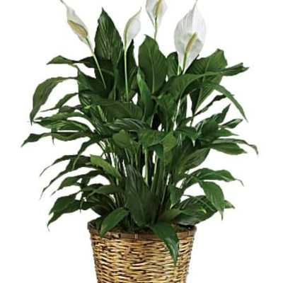 Potted peace lily in a woven basket planter
