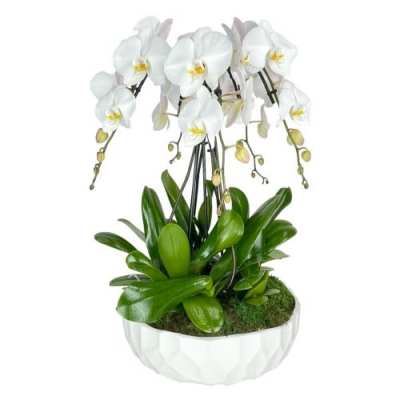 White orchid plant in a white ceramic pot