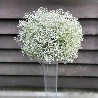 White baby's breath in a tall clear vase