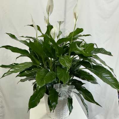 Peace Lily 8"
