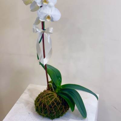 White orchid plant with a ribbon tied around the stem on a moss ball