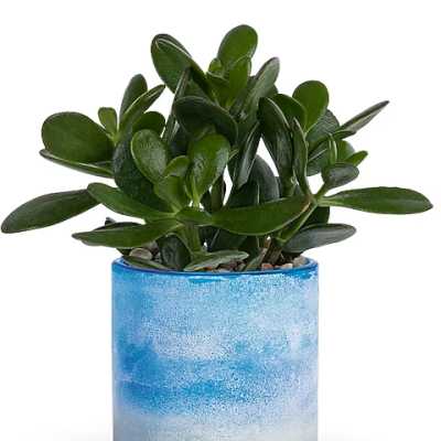 Potted succulent plant in a blue gradient ceramic pot