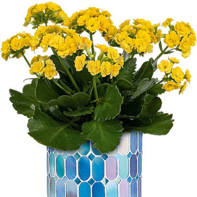 Yellow flowers in a patterned blue ceramic pot