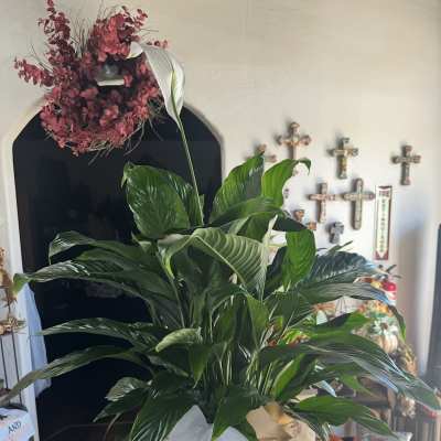 Peace Plant
