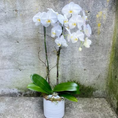 White orchid plant in a white pot with broad green leaves
