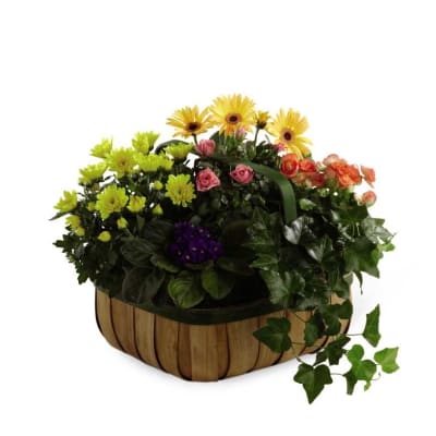 The FTD Gentle Blossoms Basket